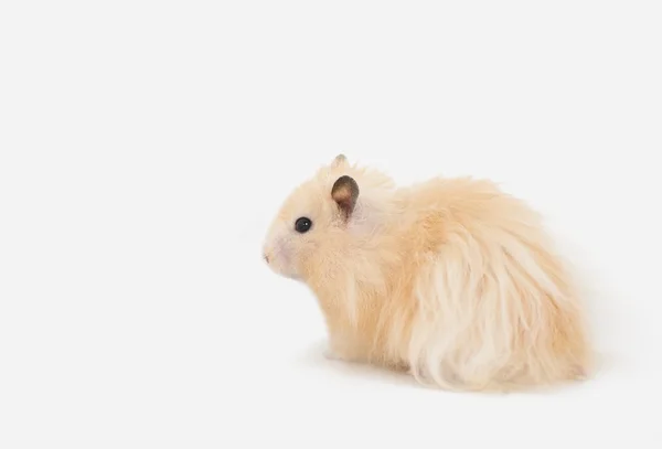 Hamster — Fotografia de Stock