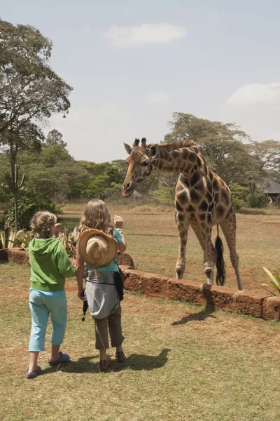 เด็ก ๆ มองที่ Rothschild Giraffe, ไนโรบี, เคนย่า, แอฟริกา — ภาพถ่ายสต็อก