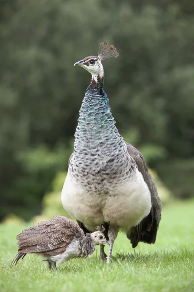 Pavão na ilha de Arran, Escócia — Fotografia de Stock