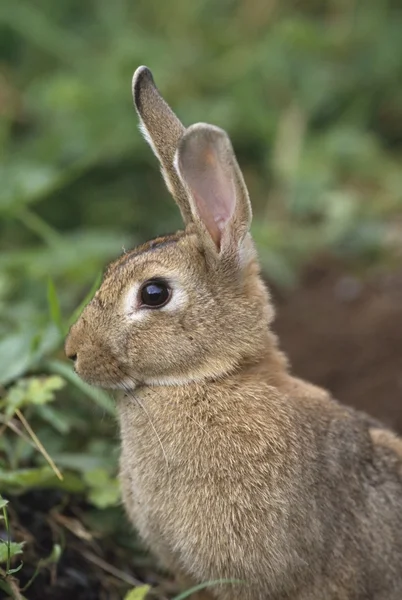 Hare, Irland — Stockfoto