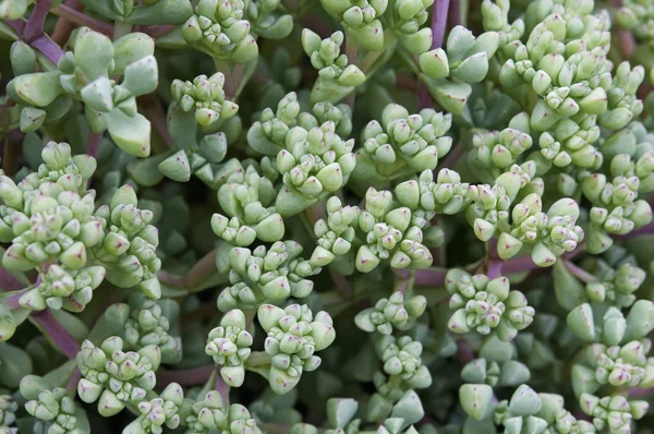 Close-up van een decoratieve succulente installatie — Stockfoto