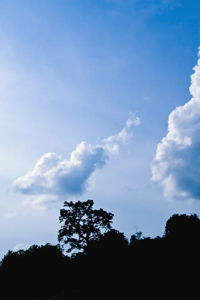 Cielo sopra gli alberi — Foto Stock