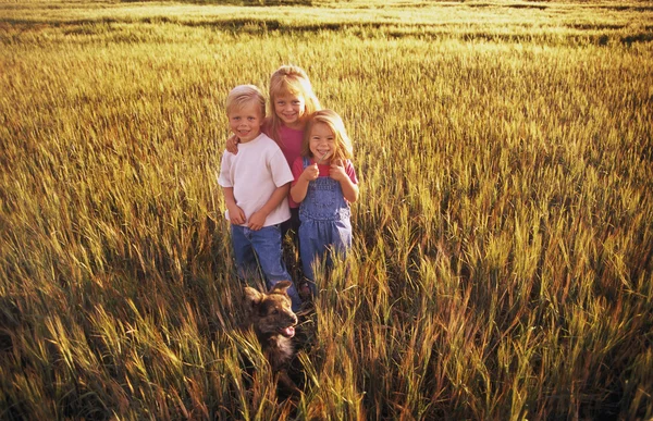 Tres niños parados en un campo de trigo — Foto de Stock