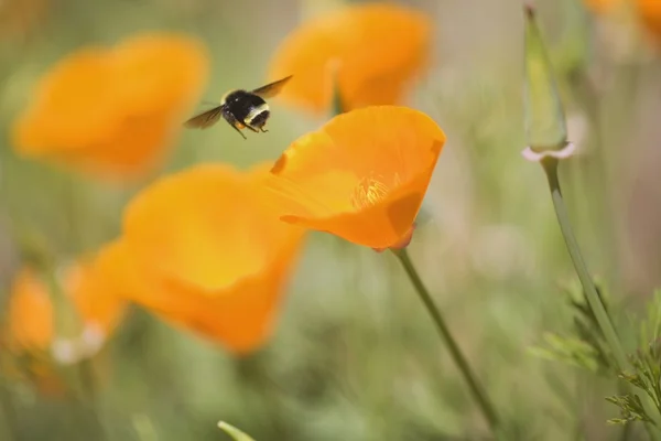 蜜蜂在花丛嗡嗡声 — 图库照片
