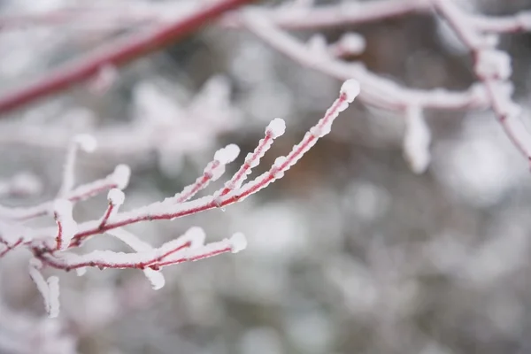 Bevroren twig — Stockfoto