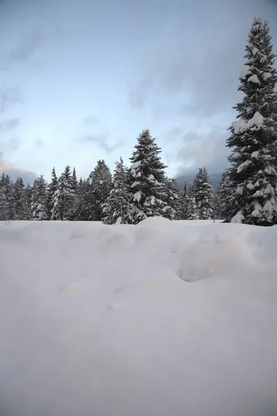 Neige couverte de sol et d'arbres. Colombie-Britannique, Canada — Photo