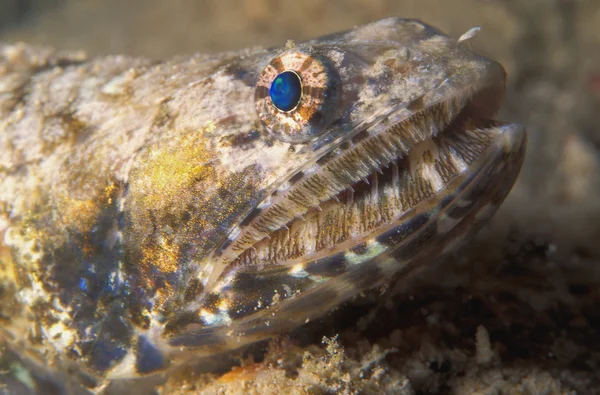 Fische auf dem Meeresboden — Stockfoto