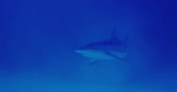 Преследуемая акула — стоковое фото