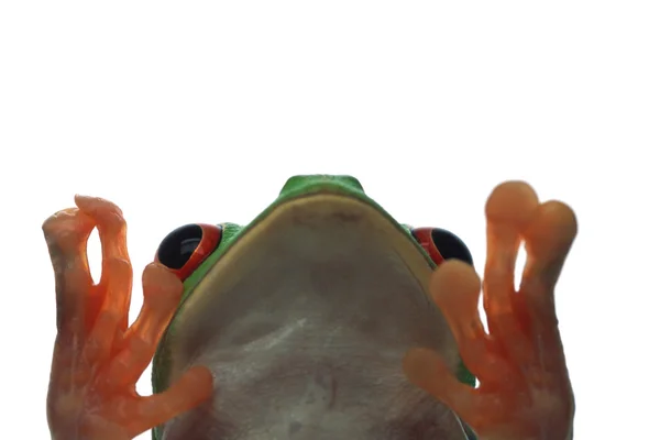 Grenouille profondément dans la pensée — Photo