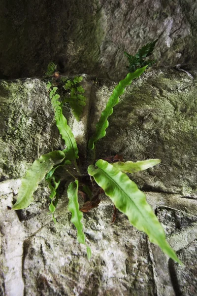 Plant Growing Out Of A Rock — Stock Photo, Image