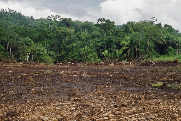 Τροπικό δάσος που εκκαθαρίζονται από μηχανήματα, Μπελίζε — Φωτογραφία Αρχείου