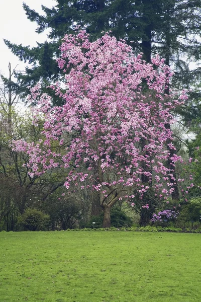 Trädet blommar — Stockfoto