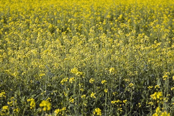 Canolafelt - Stock-foto