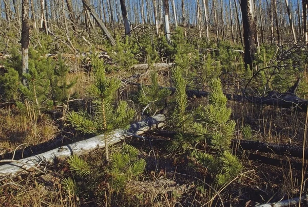 Novos pinheiros de polo de carga de crescimento na área queimada — Fotografia de Stock