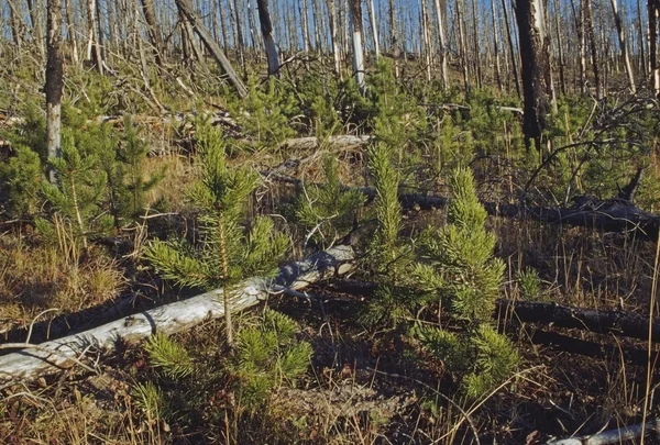 New Growth Lodgepole Pines In Burnt Area — Stock Photo, Image