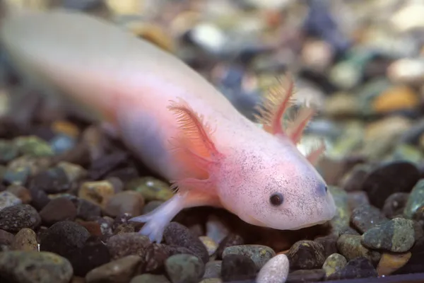 Young Salamander — Stock Photo, Image