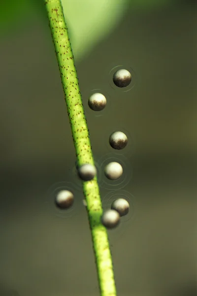 Ovos de sapo — Fotografia de Stock