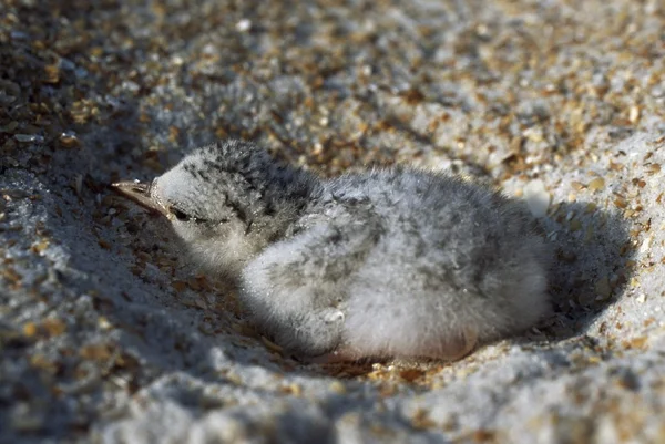 Antillai csér homokos fészekben a beach, florida, Amerikai Egyesült Államok — Stock Fotó