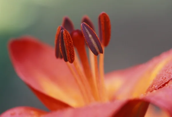 Primer plano de flor rosa con estambre y pistilo —  Fotos de Stock