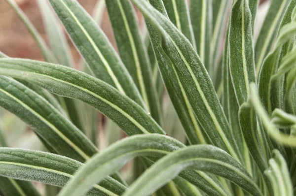 Primo piano della vegetazione arida in California . — Foto Stock