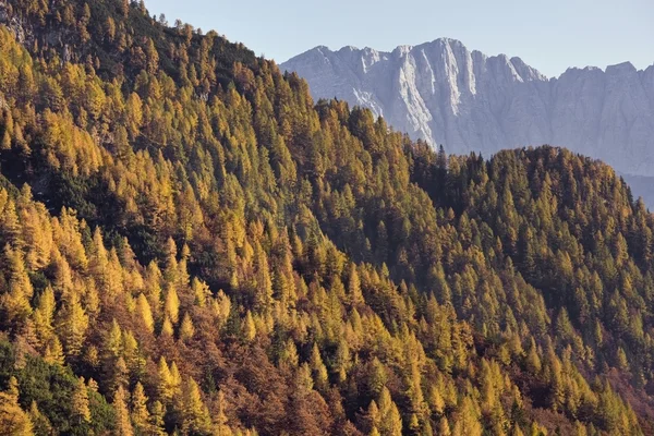 Őszi larches — Stock Fotó