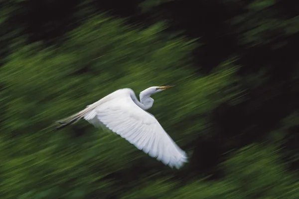 Grote Zilverreiger (casmerodius albus) vliegen — Stockfoto