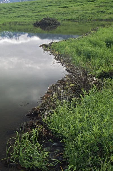 Biberdamm schafft Teich in der Tundra — Stockfoto