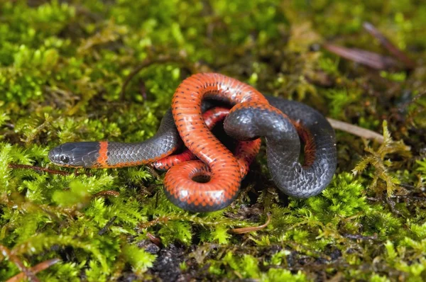 Serpente — Fotografia de Stock