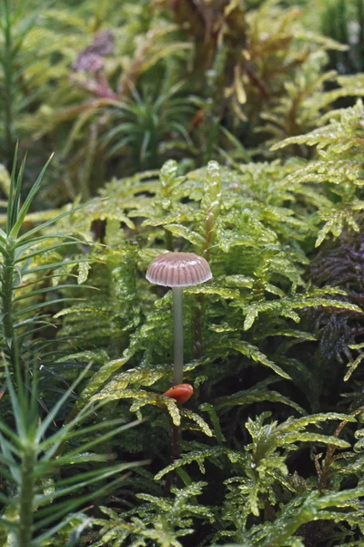 蘑菇和苔藓 — 图库照片