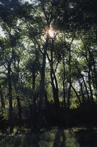 Sunburst através de Fremont Cottonwood Grove — Fotografia de Stock