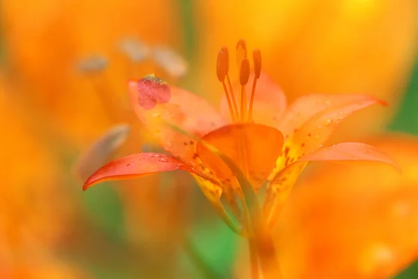 オレンジ色の高山ユリの花のクローズ アップ — ストック写真