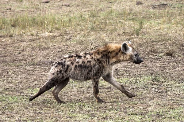 Hyäne läuft über Grasfläche — Stockfoto