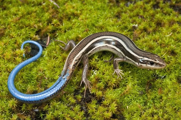 Skilton 's Skink sentado en una roca musgosa — Foto de Stock