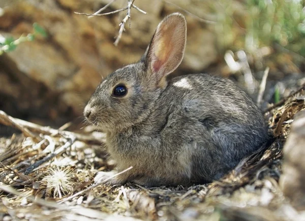 Jonge cottontail konijn — Stockfoto