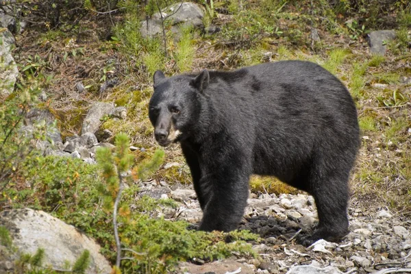 Urso Negro Americano (Ursus Americanus). Alberta, Canadá — Fotografia de Stock