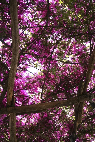 Çiçekli Begonvil ağaçlarının — Stok fotoğraf
