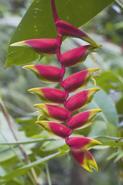 Tropische bloem, Kauai, Hawaï, Verenigde Staten — Stockfoto