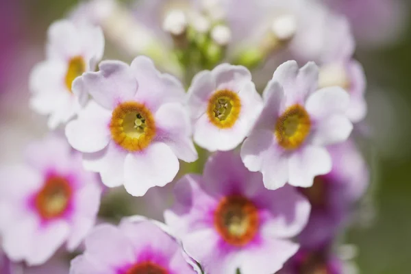 Doux foyer de fleurs — Photo