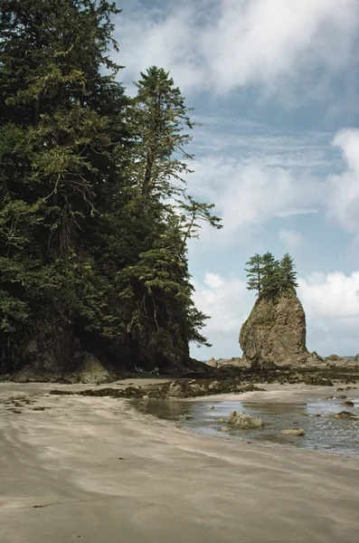 Robusto florestas cabeceiras ao longo da praia na costa — Fotografia de Stock