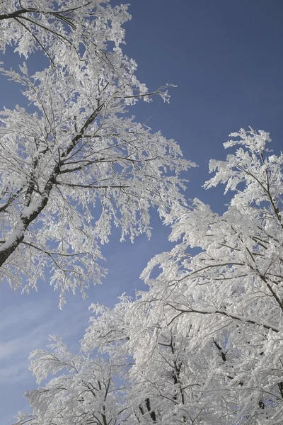 雪化粧木 — ストック写真