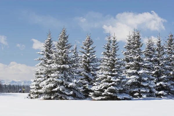 Evergreens cobertos de neve com caminhantes à distância, Calgary, Alberta, Canadá — Fotografia de Stock