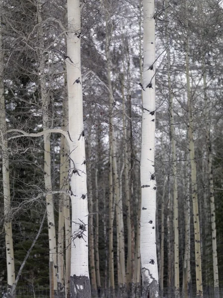 Des arbres. Banff, Alberta, Canada — Photo