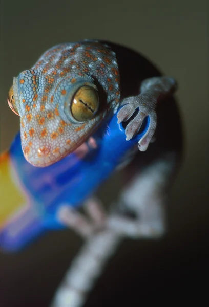 Primer plano de Gecko — Foto de Stock