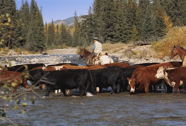 Shepherd on horseback with cows on watering — Stock Photo, Image