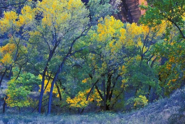 Árboles de otoño vívidos — Foto de Stock