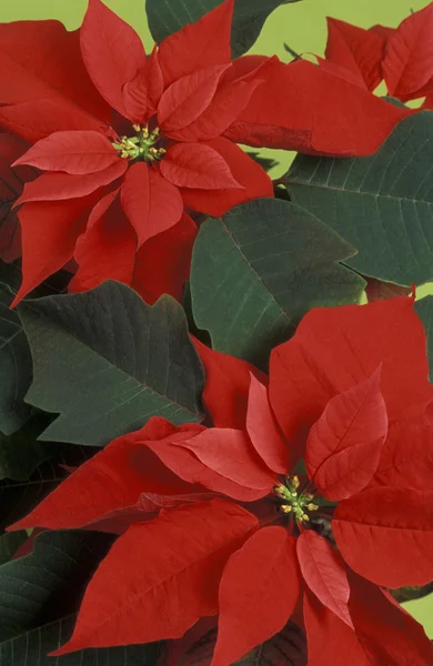 Weihnachtssterne blühen — Stockfoto