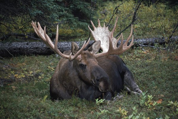 Bull Moose (Alces Alces)