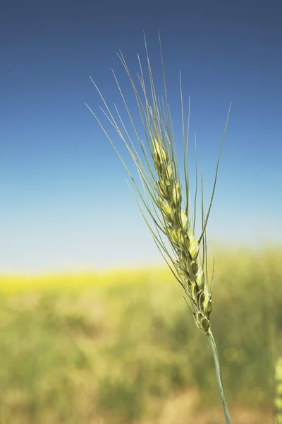 Groene tarweveld, centrale alberta, canada — Stockfoto