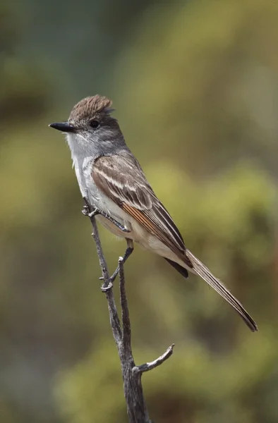 Cinza-Throated Flycatcher empoleirado em galho — Fotografia de Stock