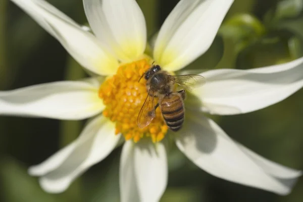 Vespa em uma flor — Fotografia de Stock